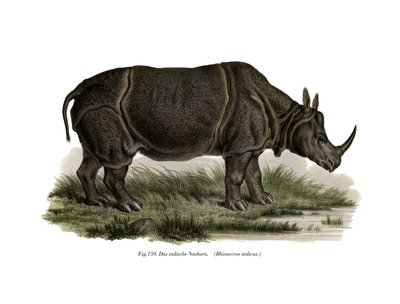 Panzernashorn von German School